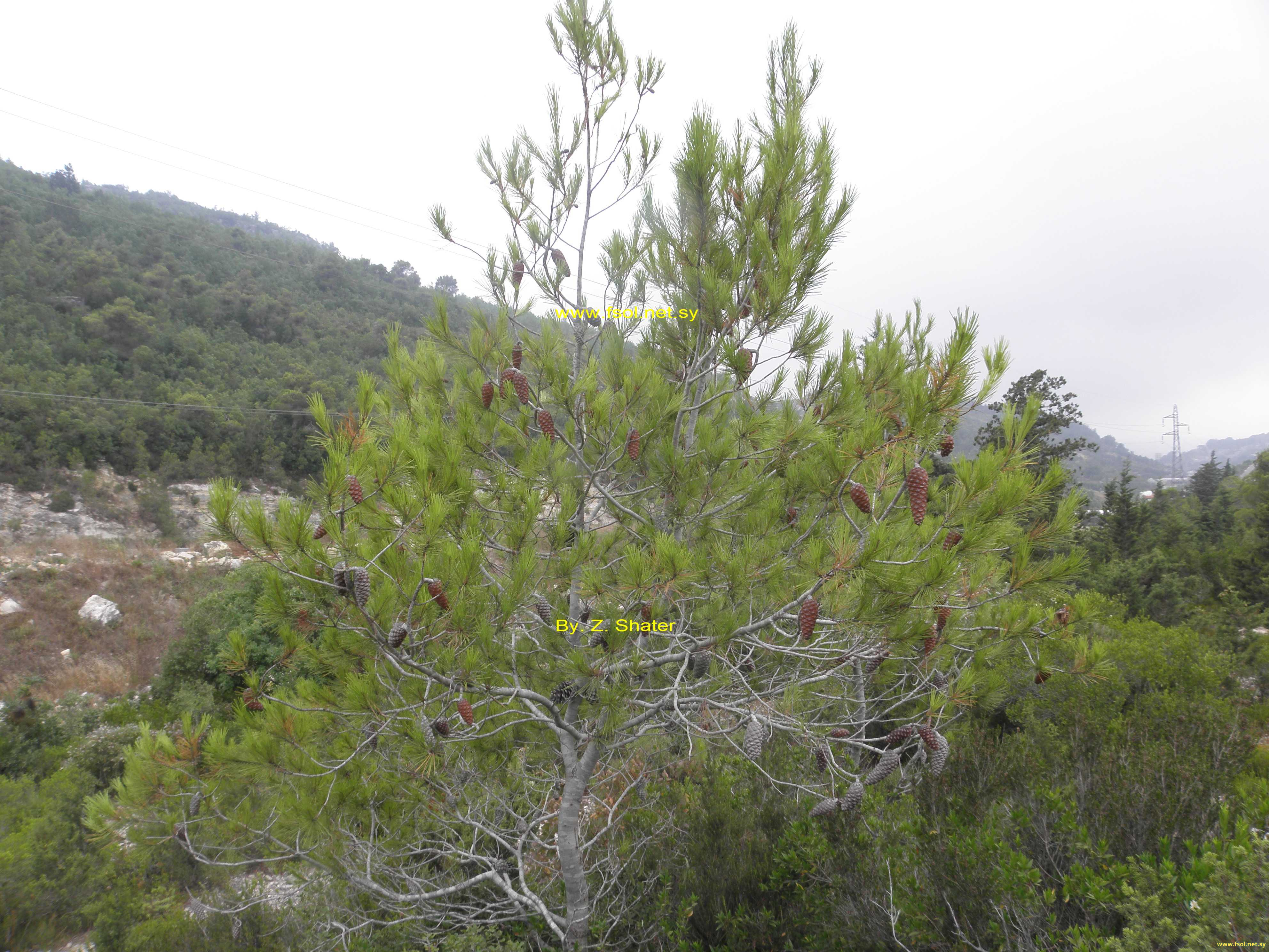 Pinus halepensis Mill.